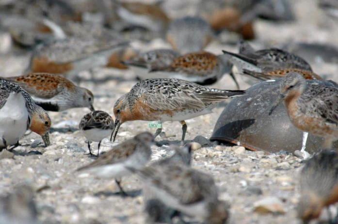 Red knots – USFWS