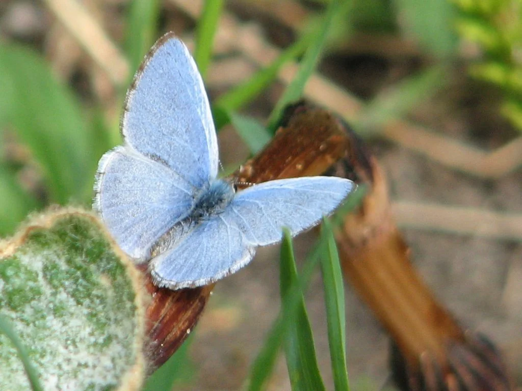 Spring azures are one type of Lepidoptera for which blueberry is a host. Photo: en.wikipedia.org/