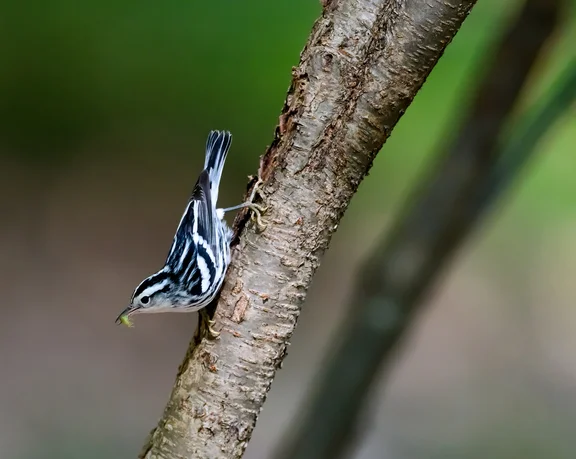 During spring migration Black-and-white Warblers can be seen crawling up and down tree branches foraging for insects in bark crevices. Photo:Robert Cook/Audubon Photography Awards