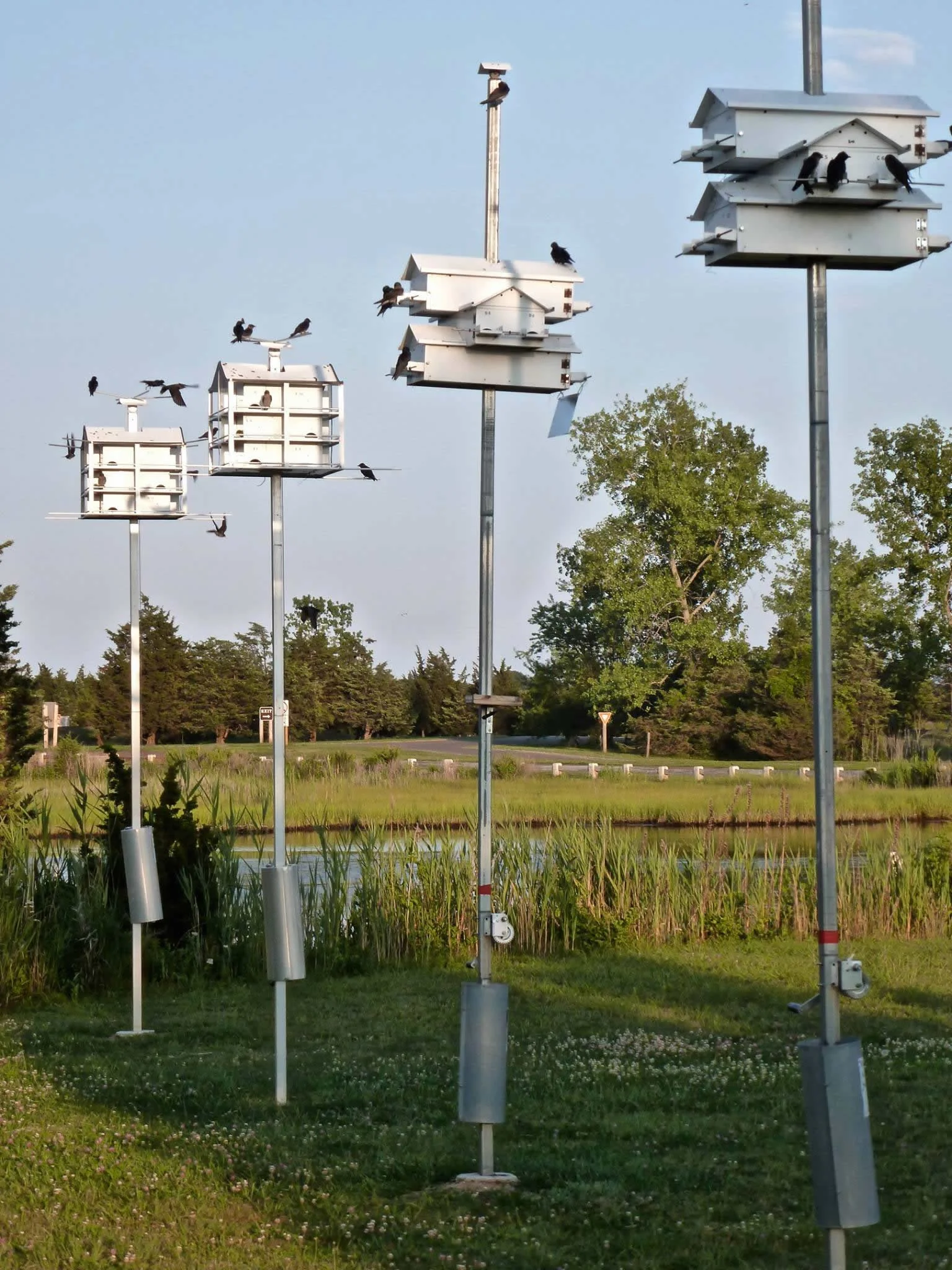 Chase Pond colony. Photo: Terry Shaw