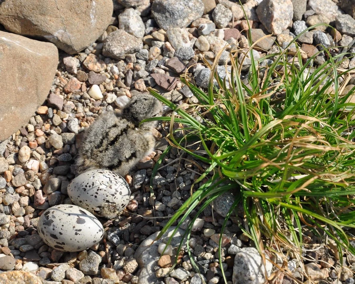 American Oystercatchers – newly hatched chick, chick pipping egg, and unhatched egg. Falkner Island. Photo: Deanna Broderick