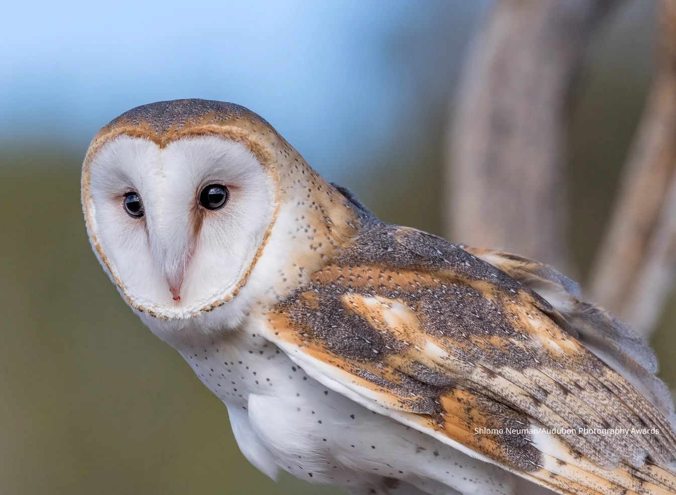 About Barn Owls — Menunkatuck Audubon Society