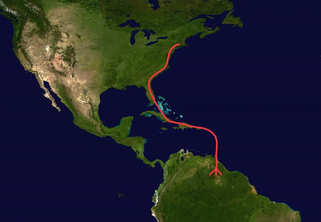 Ospreys in New England migrate along the east coast of the US through Florida and island-hop across the Caribbean Sea to winter in northern South America. Their migration north follows roughly the same route.
