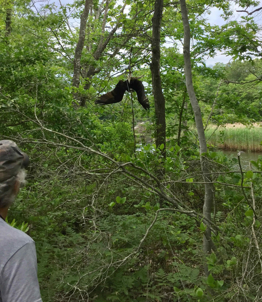 Osprey in Madison hanging from fishing line.