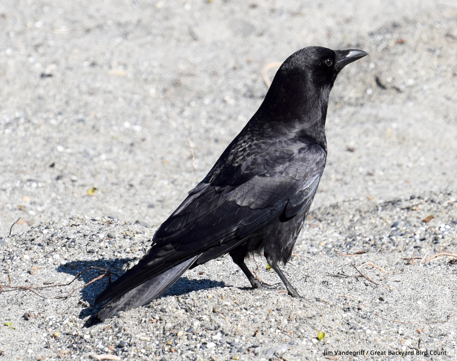 Rooks are highly gregarious birds and are generally seen in flocks