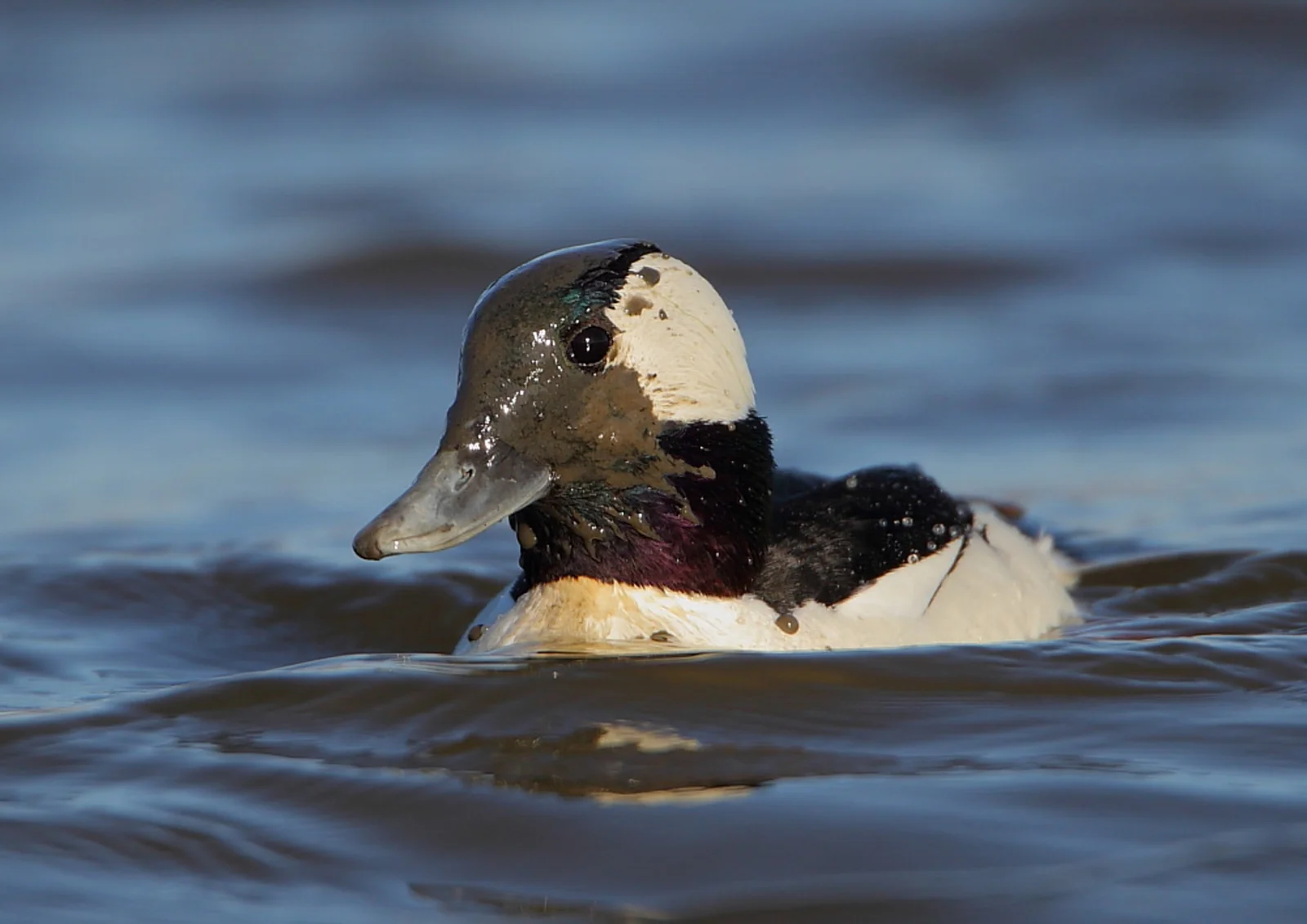 Danny Brown/Audubon Photography Awards