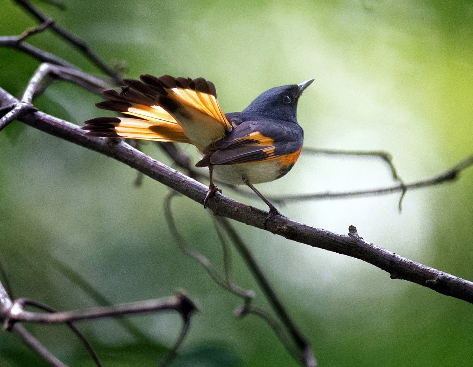 American Redstart. Tom Warren/Audubon Photography Awards