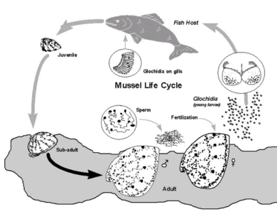 The Vermont Freshwater Mussel Atlas CC BY-NC-SA 4.0
