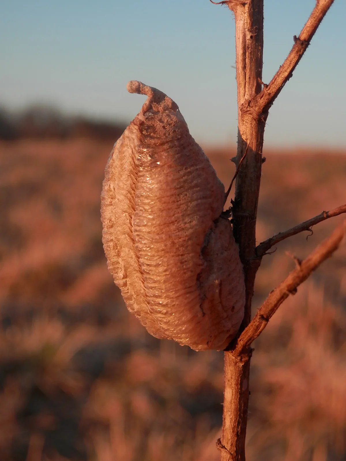 Egg case. Ryan Hodnett CC-BY-SA-4.0