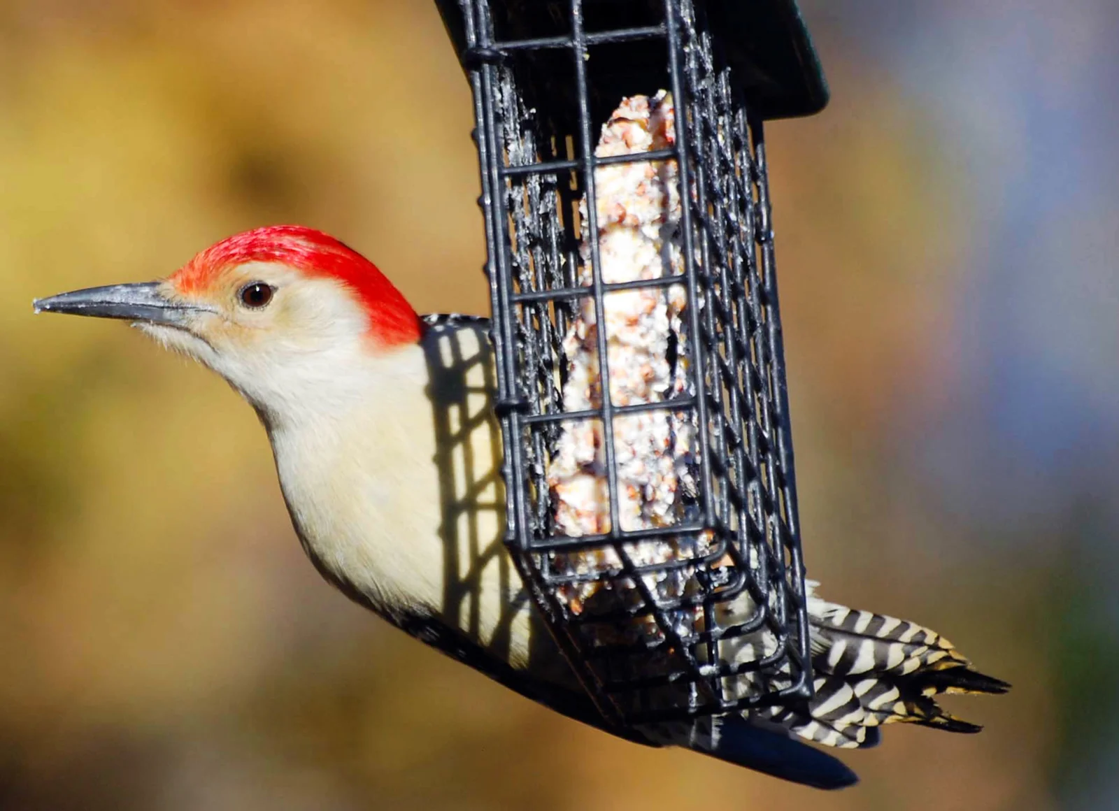 Jerilyn Duefrene / Audubon Photography Awards