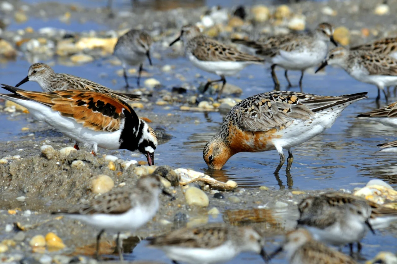 Ruddy Turnstone, Red Knot, and Semipalmated Sandpipers. USFWS