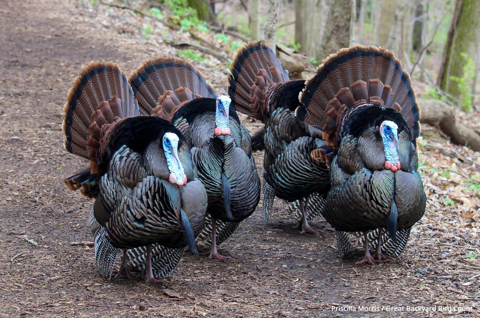 Wild_Turkey_KK_Priscilla_Morris_GBBC_2015-High Res.jpg