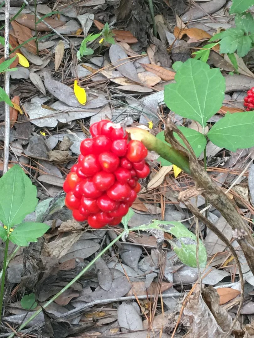 Virginia State Parks CC BY 2.0