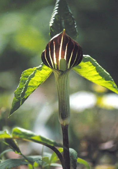 Arisaema_triphyllum_flower.jpg