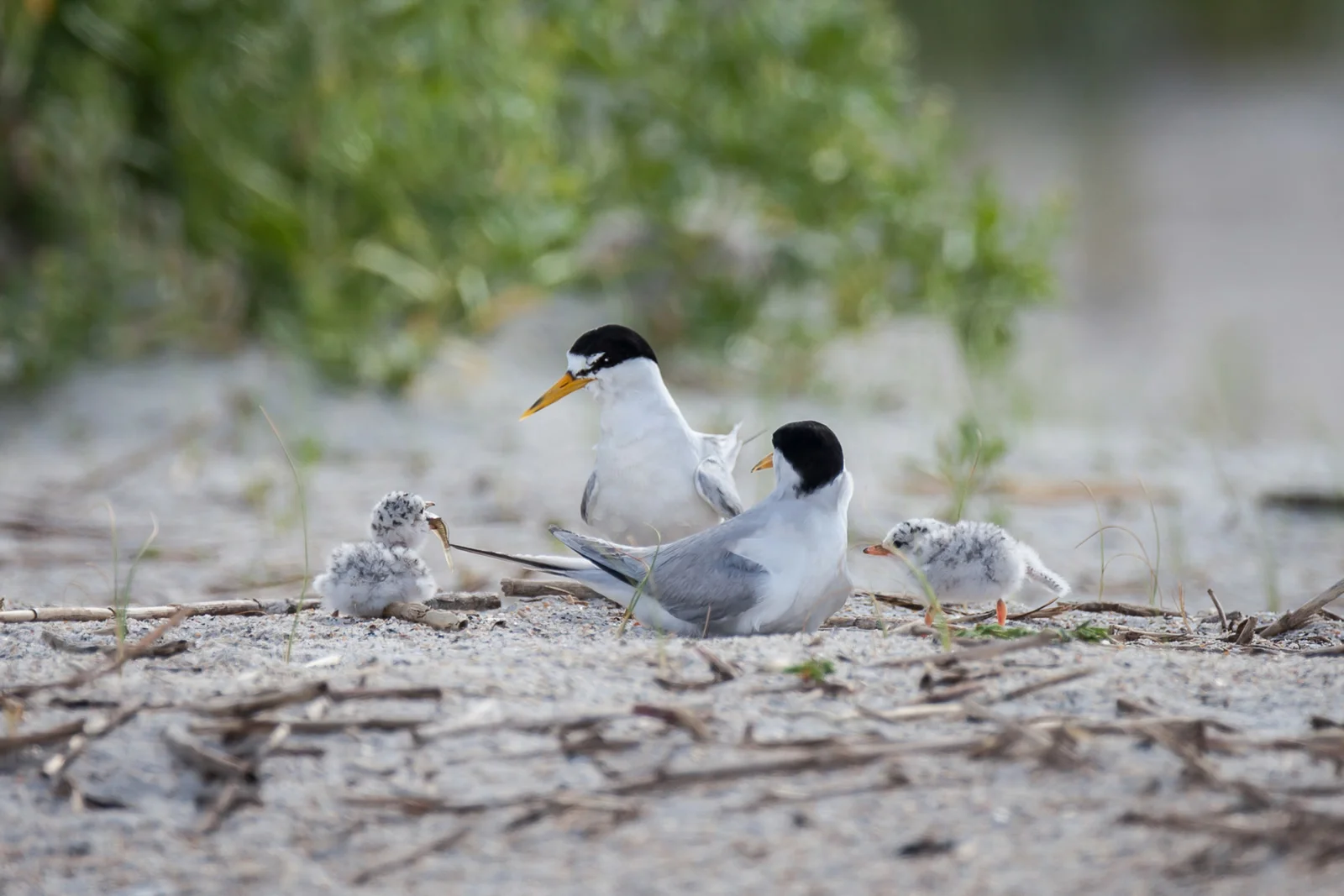 Ethan Slattery/Audubon Photography Awards