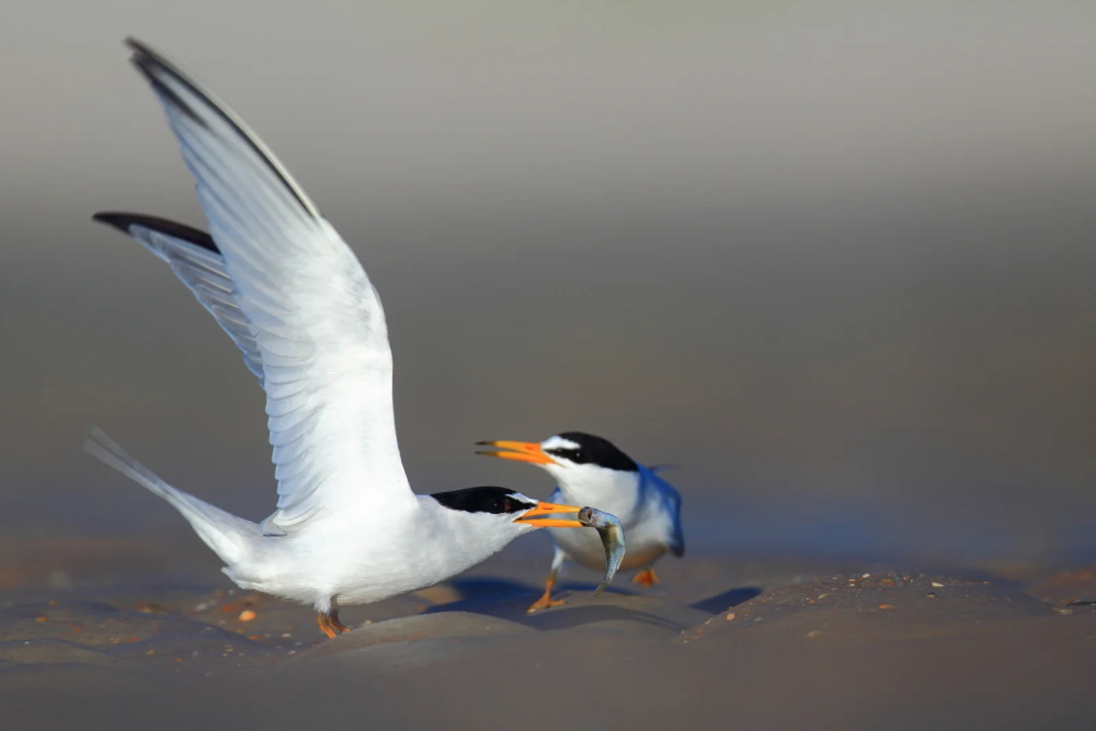 Steve Dimock/Audubon Photography Awards
