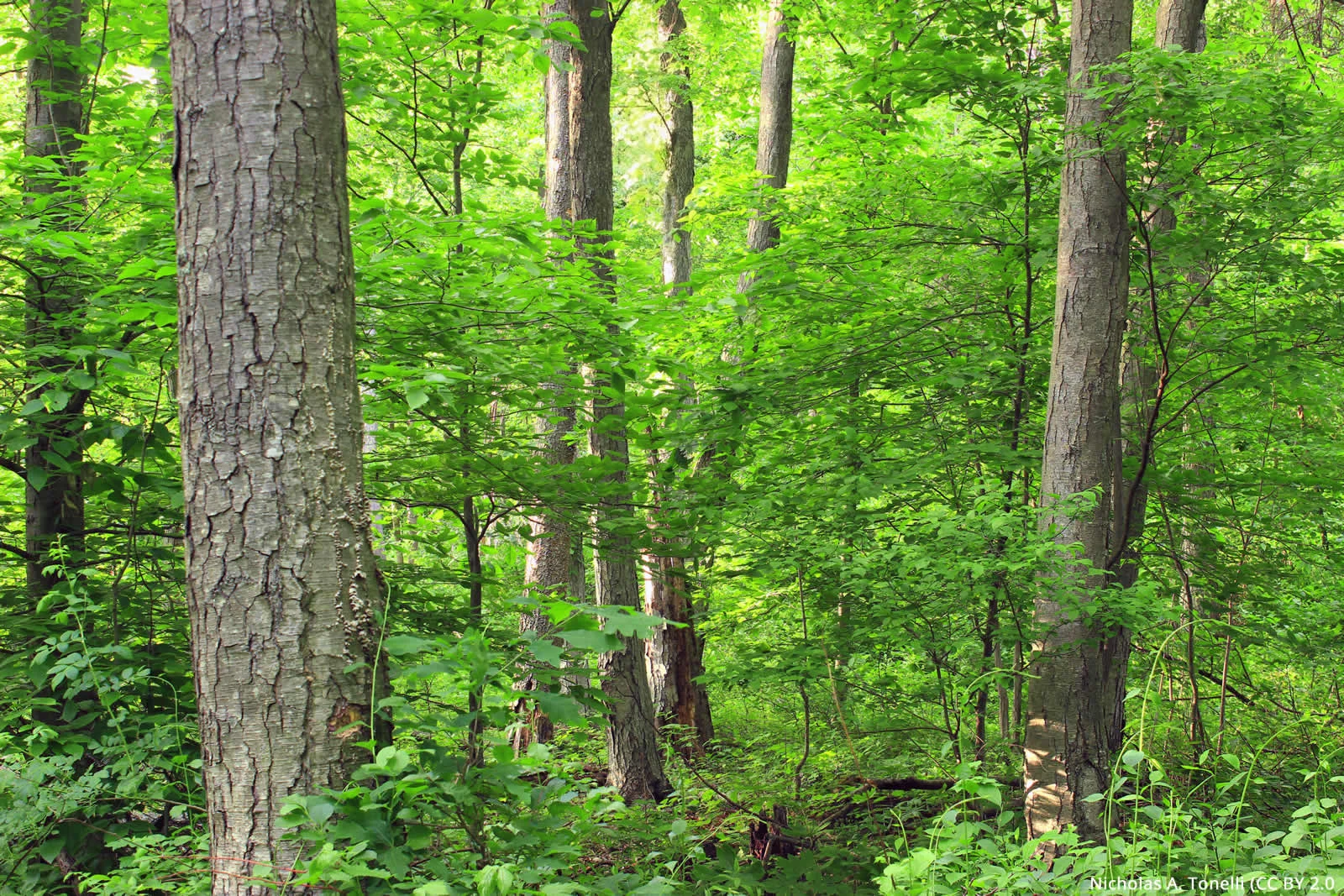 forest1.jpg