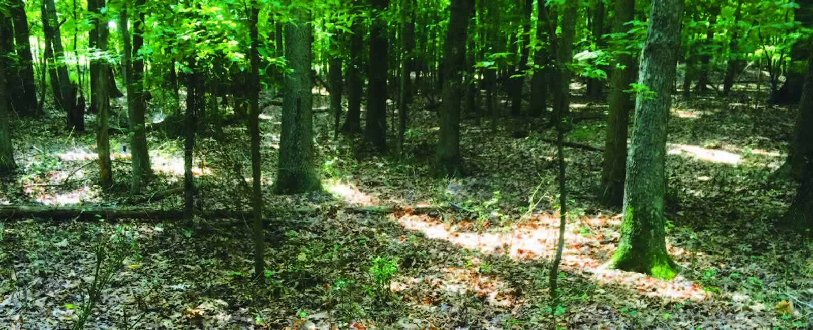 Deer-ravaged forest understory. NY DEC
