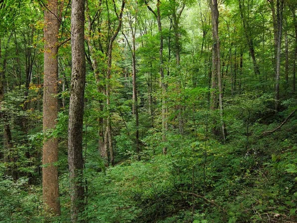 Healthy forest understory. Miguel.v (CC BY-SA 2.0)