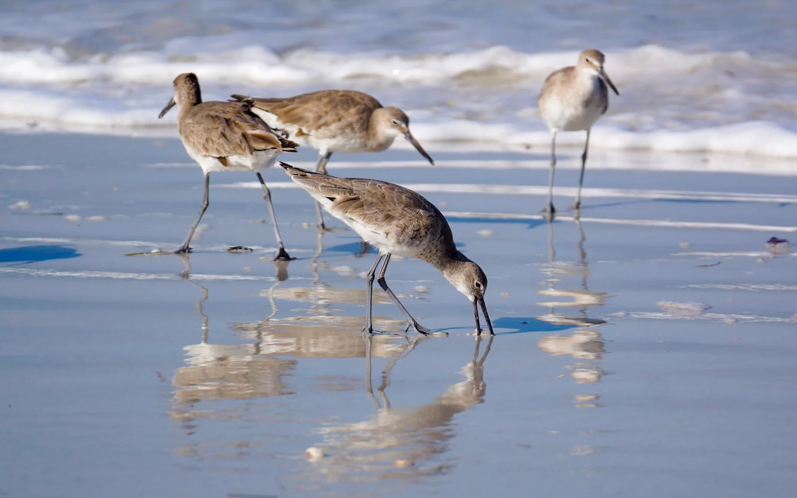 Andrea Hedblom Audubon Photography Awards