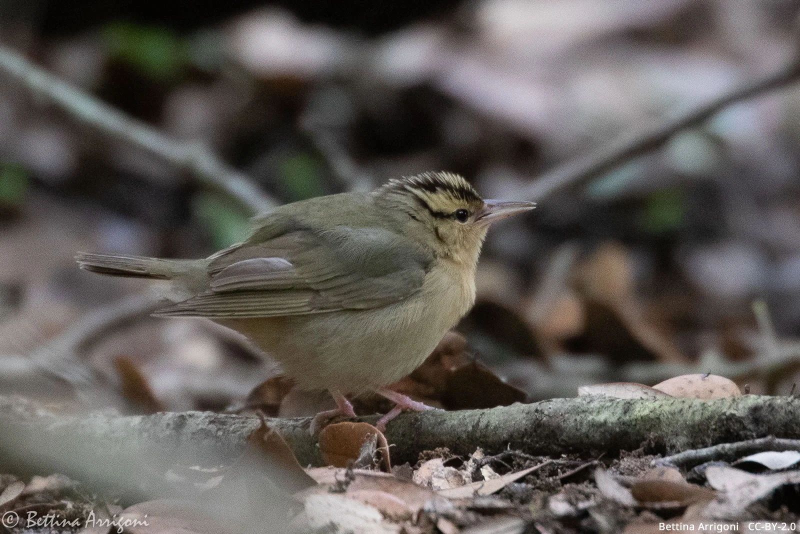 Worm Eating Warbler Call
