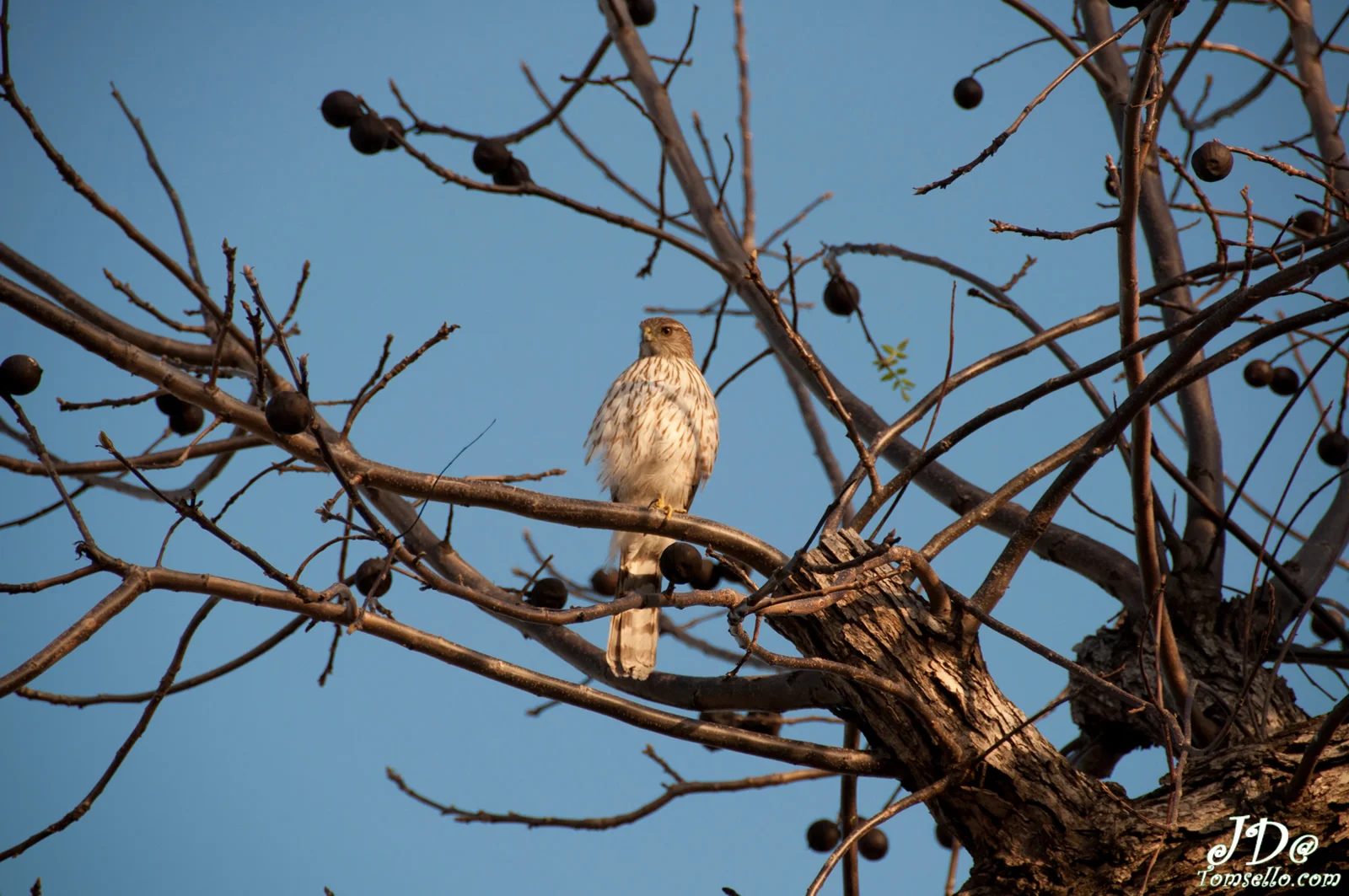 Sharp-shinned Hawk. Joanne Tomsello/Audubon Photography Awards