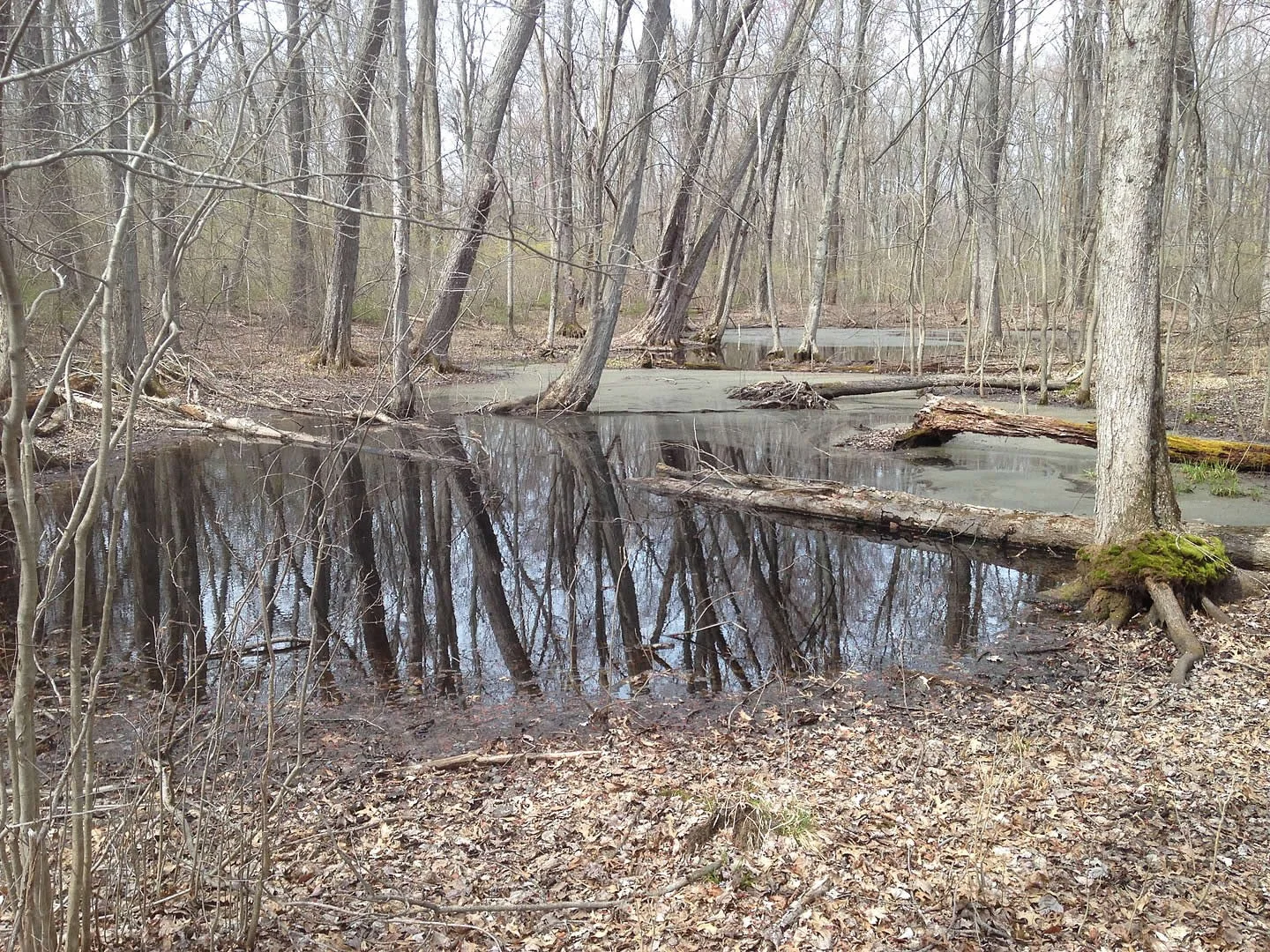 1440px-Spotted_Turtle_spring_vernal_pool_habitat_-_WRNWR_-_by_CPO_(31095901155).jpg
