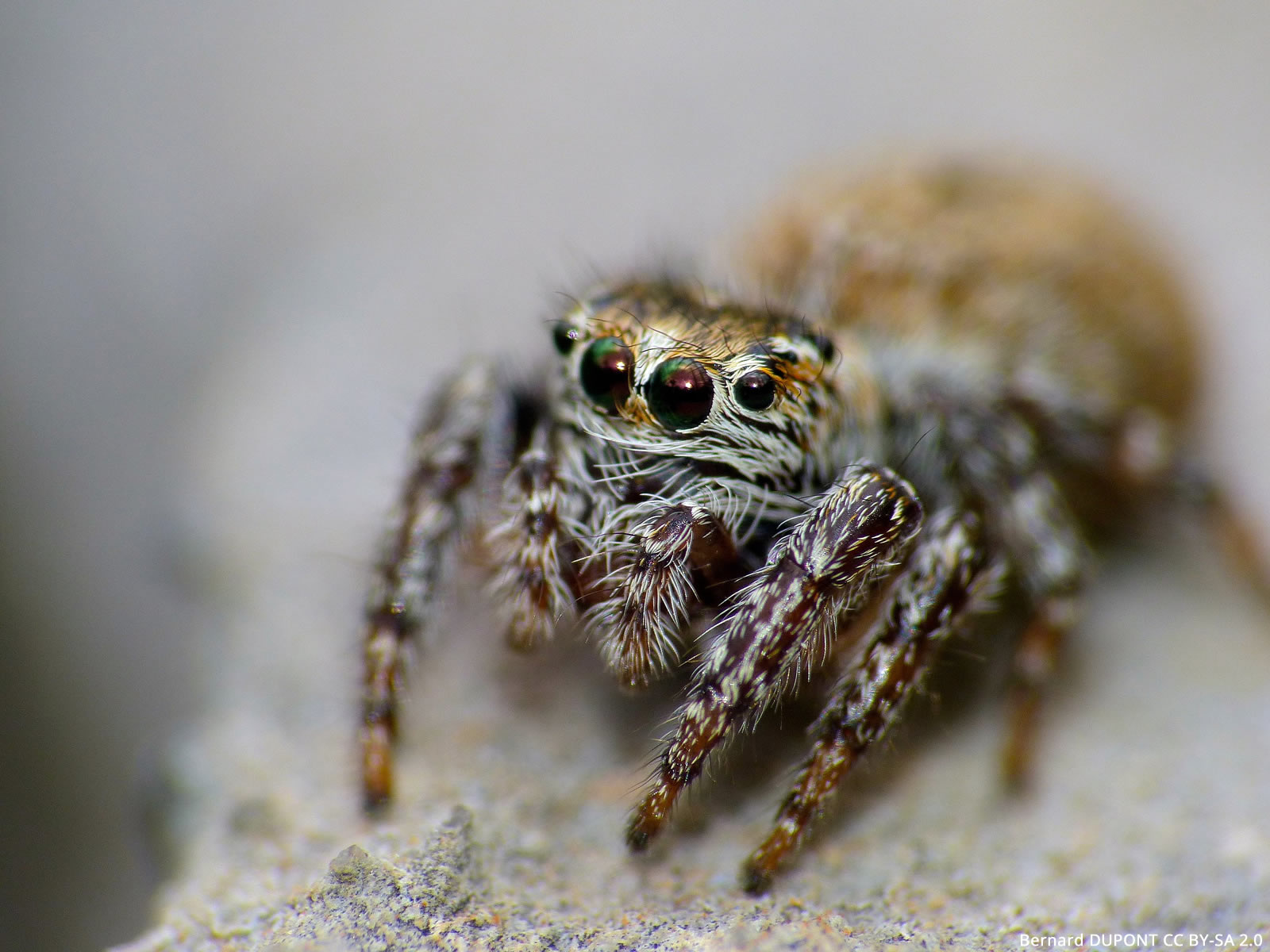 Tiny Jumping Spiders Are Endearing Predators — Menunkatuck Audubon Society