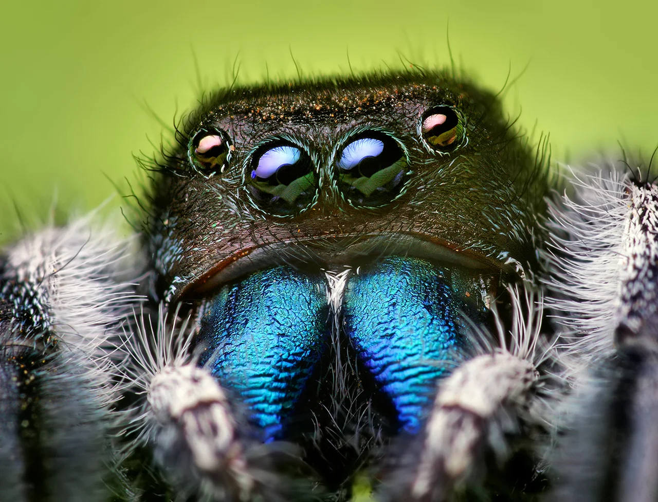 Opoterser CC BY-SA 3.0