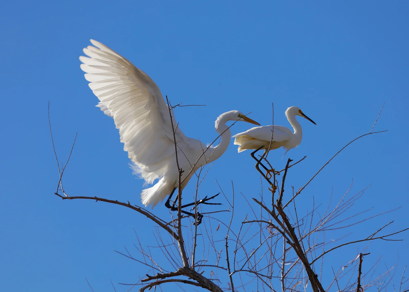 Great Egret (L) and Snowy Egret. Dennis Widman/Audubon Photography Awards