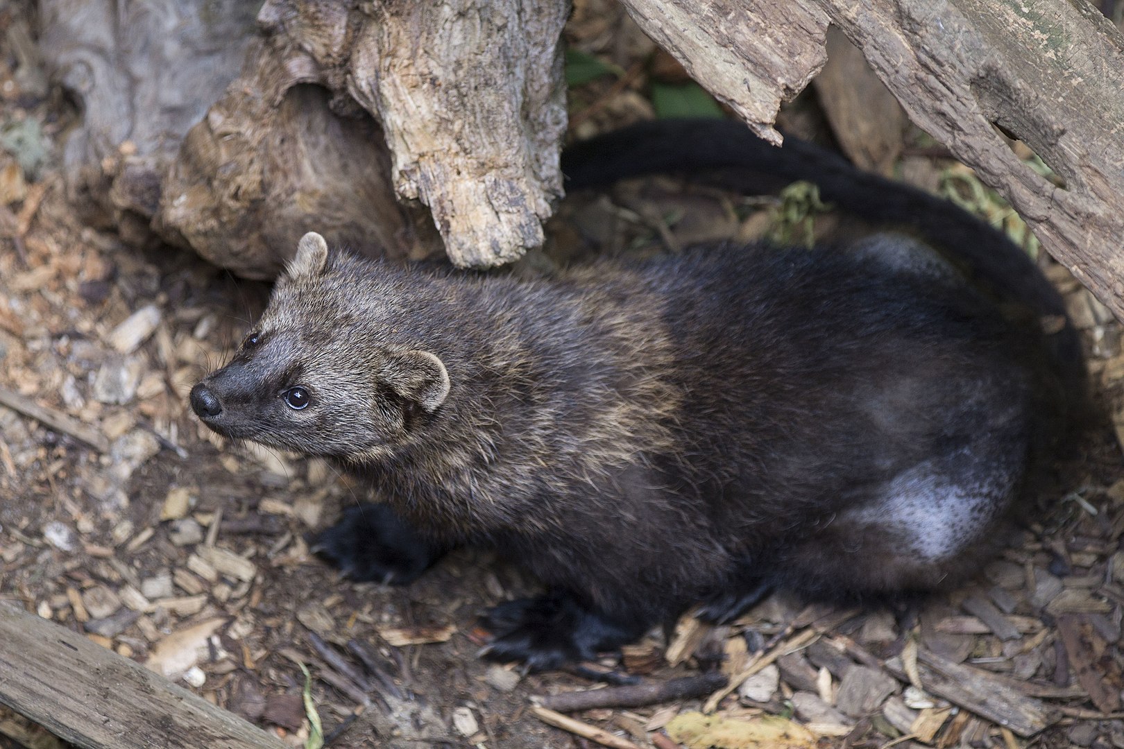 black fisher cat pictures