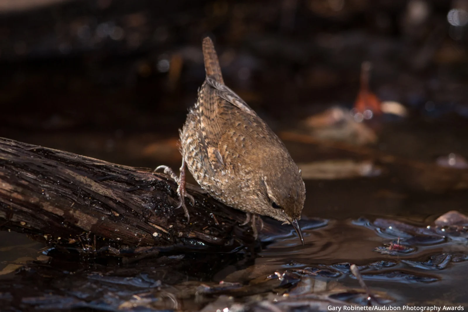 Aud_APA-2018_Winter-Wren_A1-5213-3_KK_Photo-Gary-Robinette-Web Ready Image.jpg