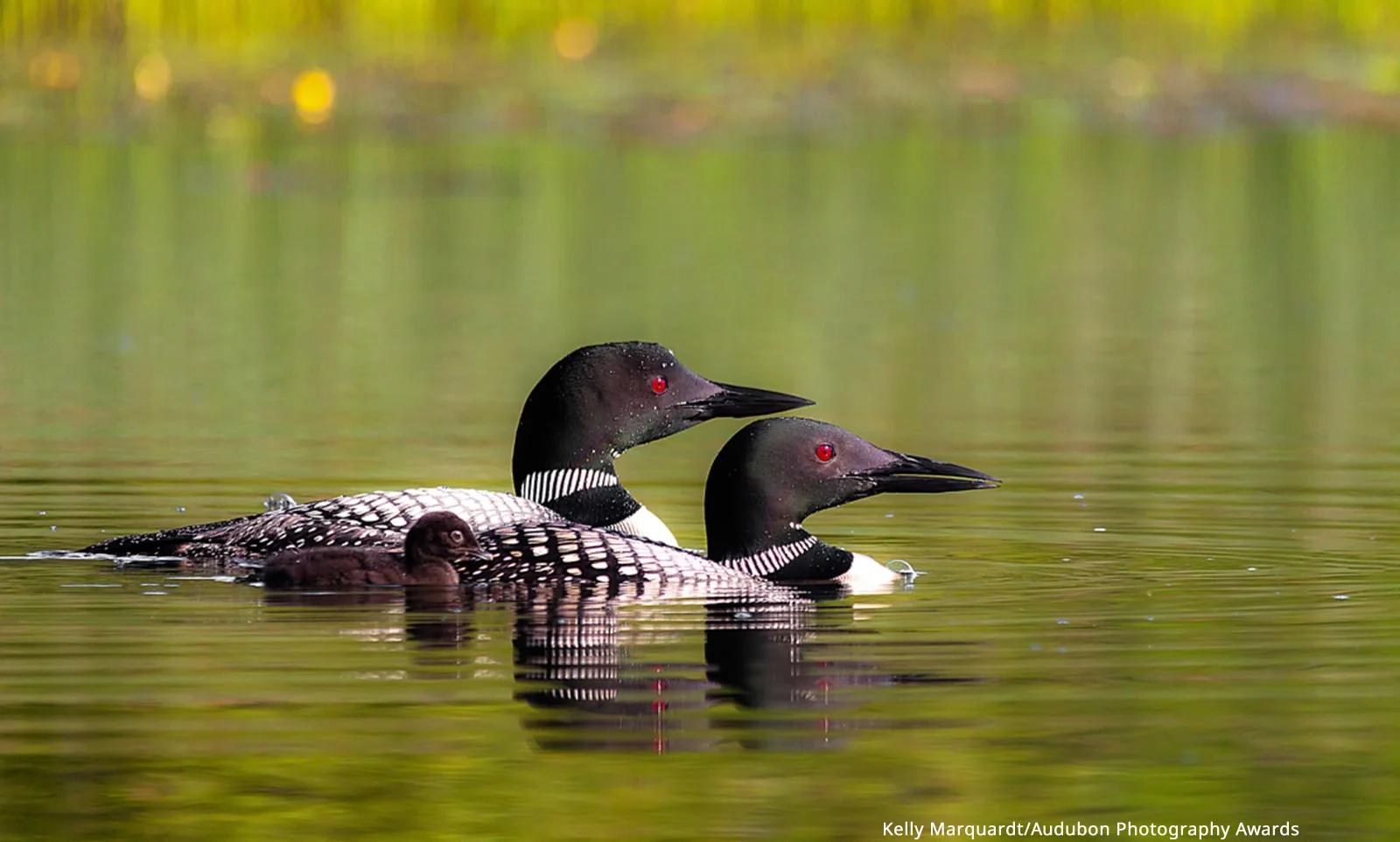 APA-2017_Common Loon_A1_4684_1_Kelly_Marquardt_KK-Web Ready Image.jpg