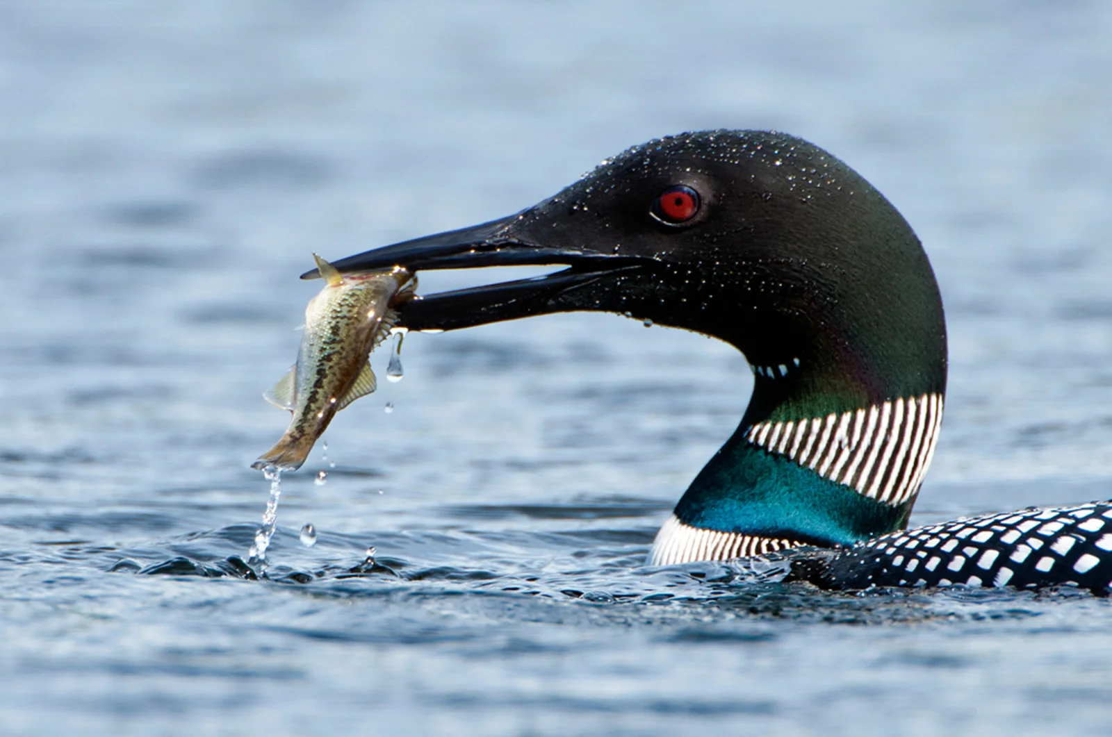 Common Loon. Robert Crootof/Audubon Photography Awards
