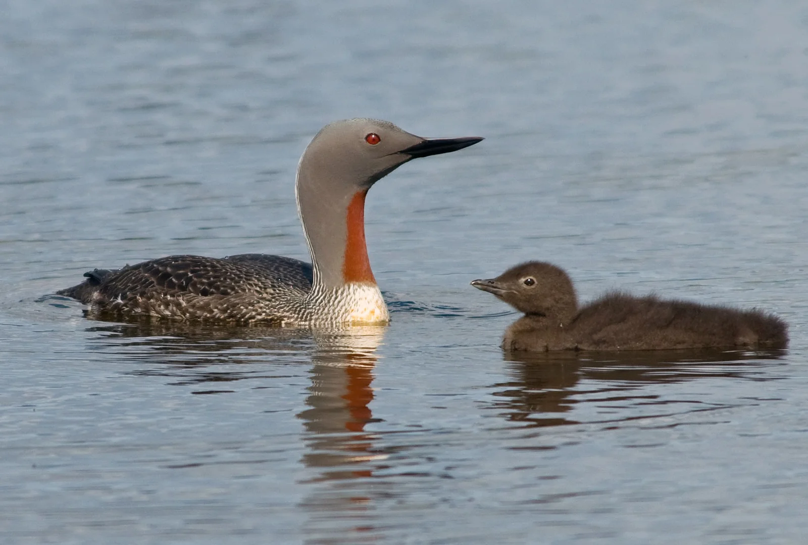 Red-throated Loon. David Karnå / Wikimedia Commons, CC BY 3.0