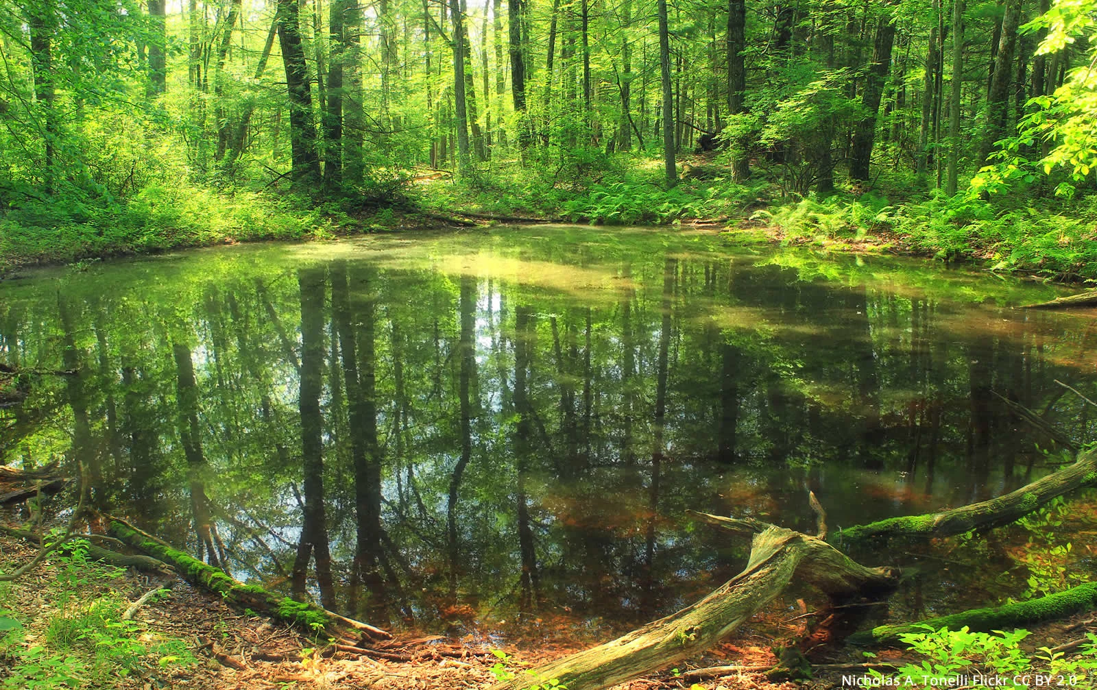 Teeming Life in a Drying Pool — Menunkatuck Audubon Society
