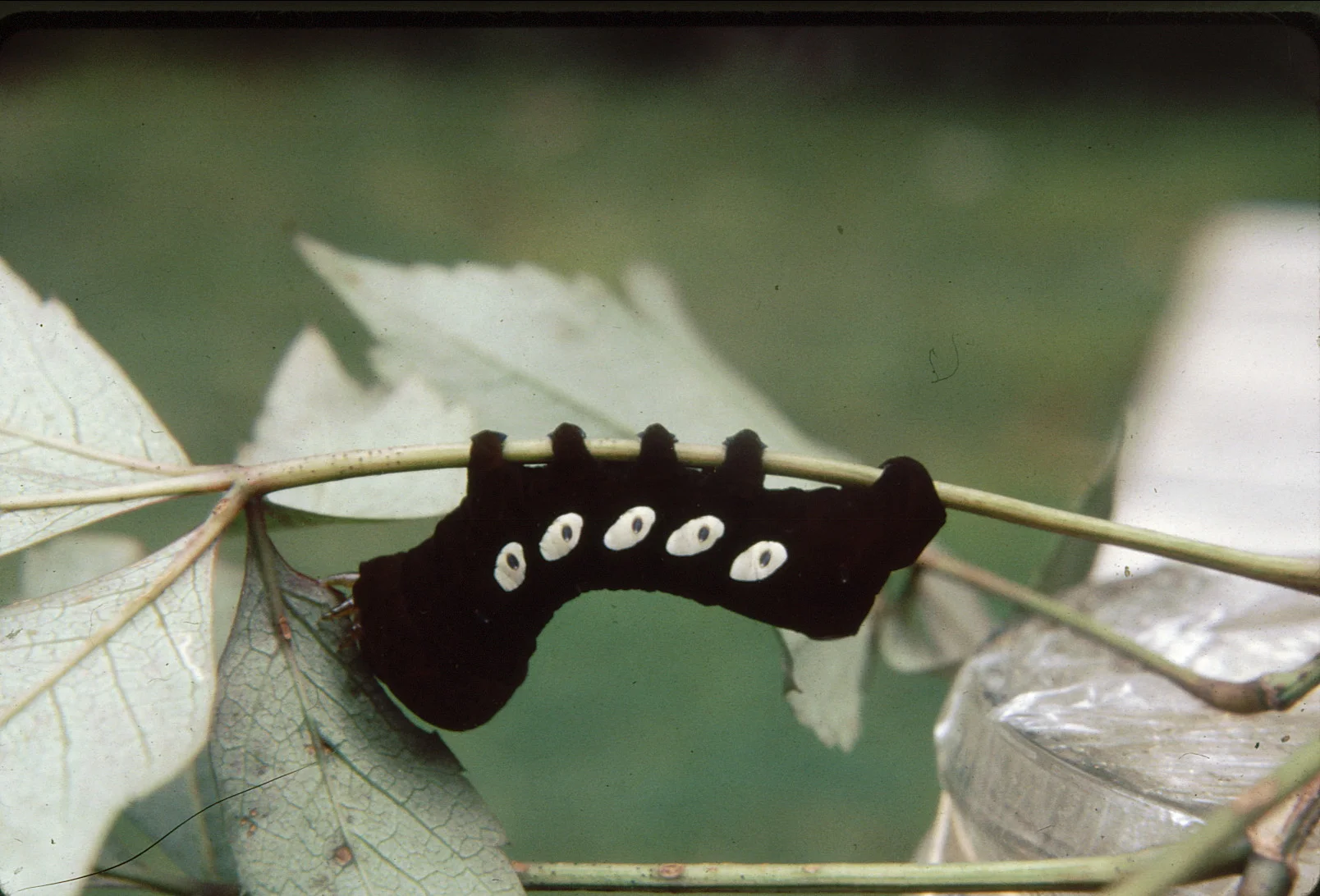 The mature caterpillar pictured here is hanging from the underside of Virginia creeper.. Photo: Cinsi Kobak
