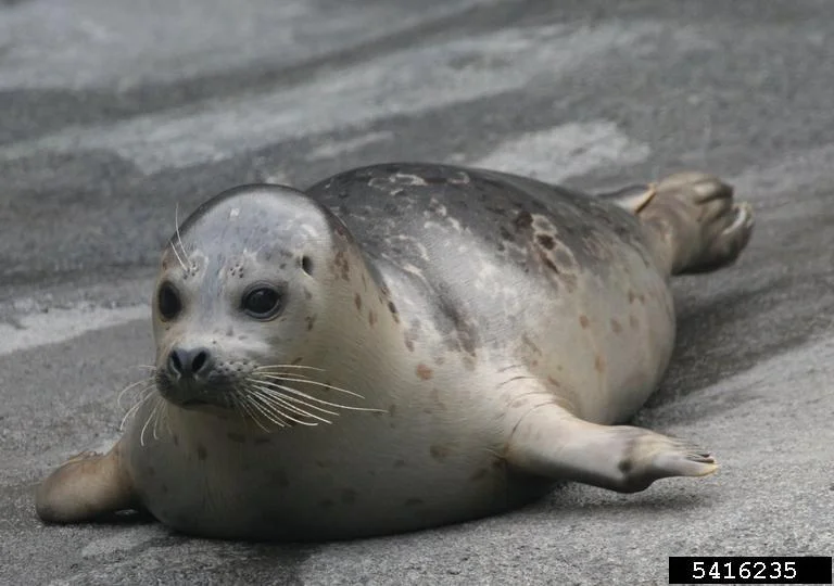 Juvenile harbor seal. Caleb Slemmons, National Ecological Observatory Network, Bugwood.org