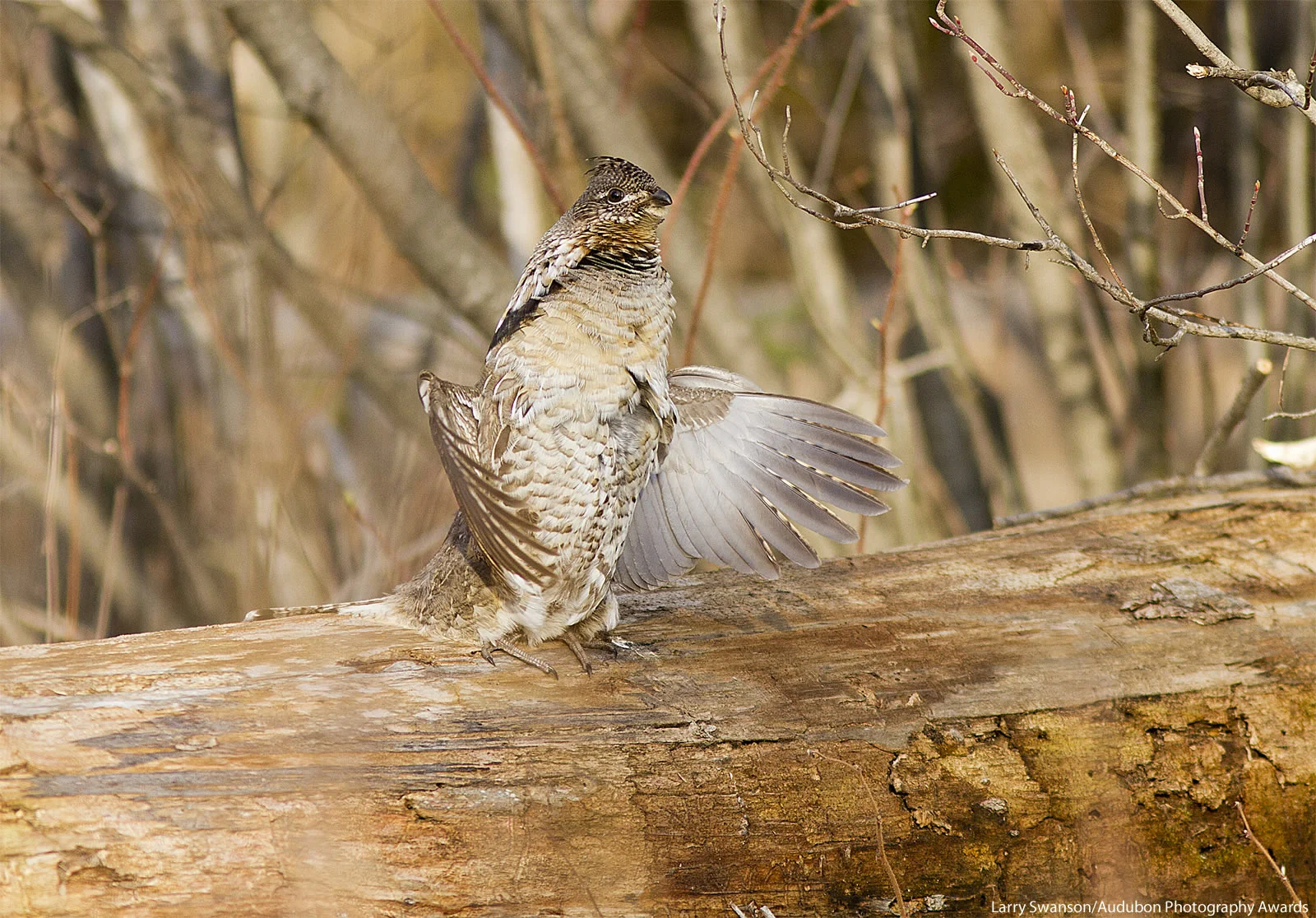 APA-2017_Ruffed-Grouse_A1_3841_1_Larry-Swanson_KK-Web Ready Image.jpg