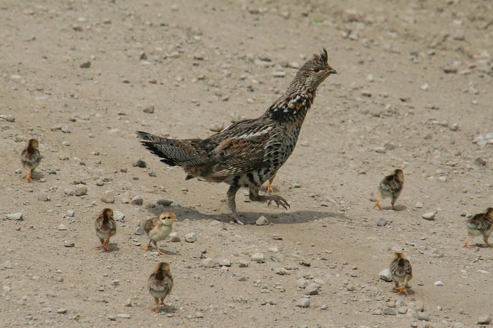 1620px-Ruffed_Grouse_with_Chicks_(18833287265).jpg