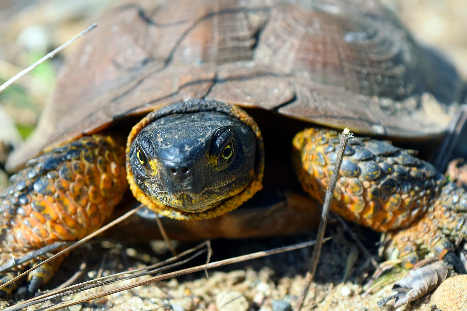 1619px-Up_close_Wood_Turtle_(26955957333).jpg