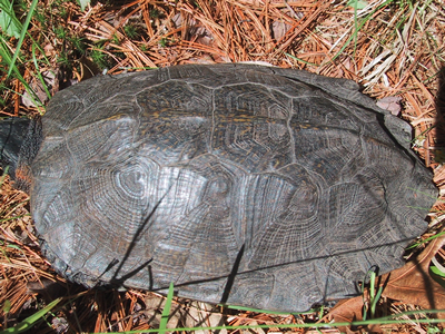 Wood turtle male carapace 5-31-04-sm.jpg