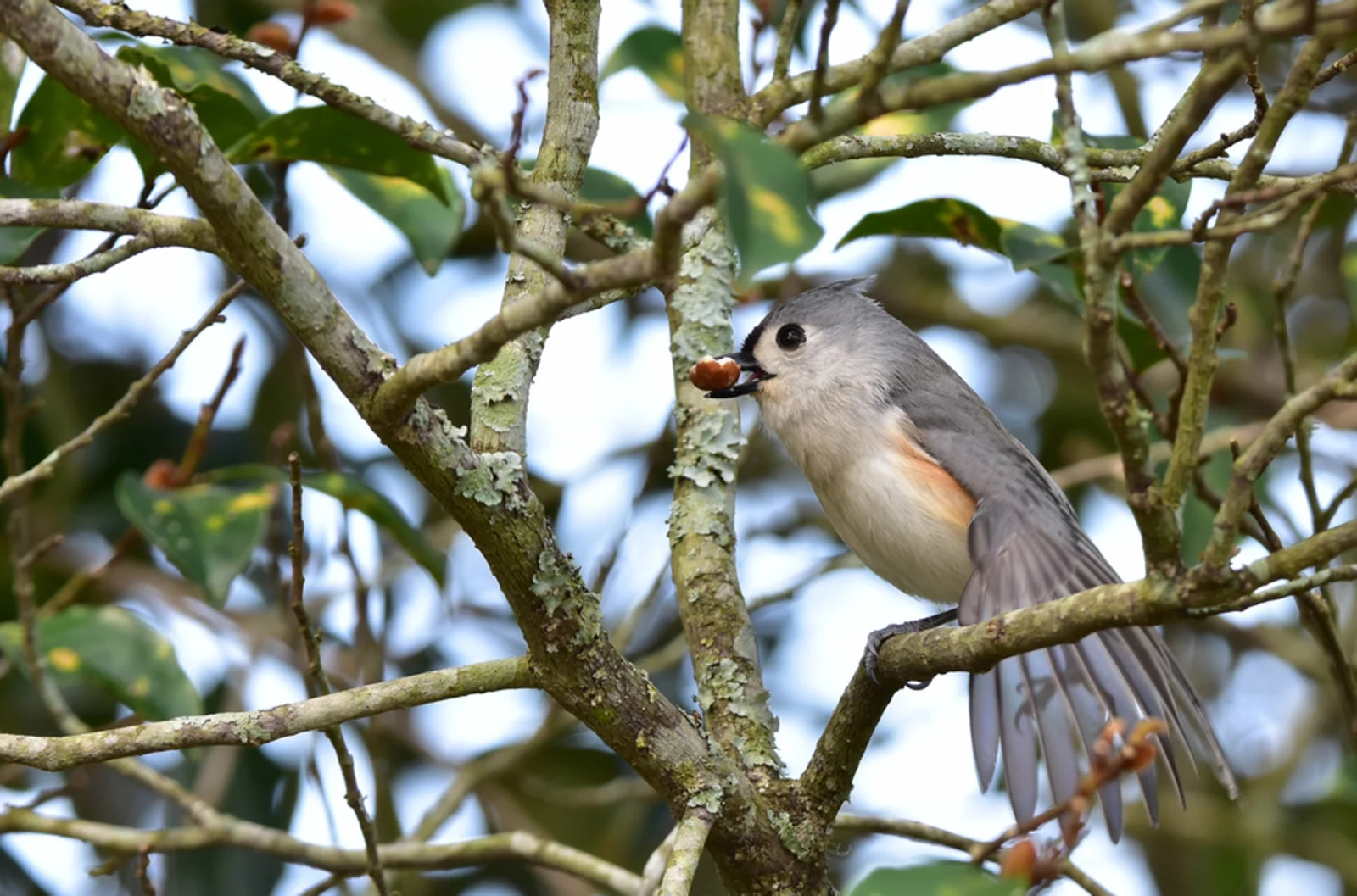 Kenneth Bourque/Great Backyard Bird Count