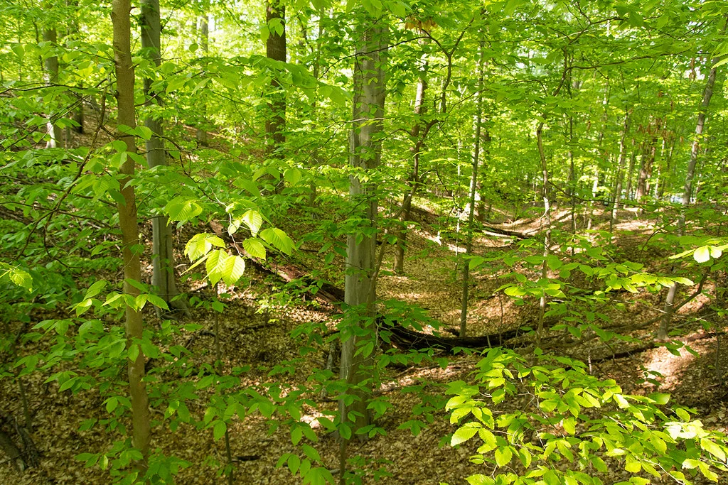 Beech forest. NatureServe/Flickr, CC By 2.0