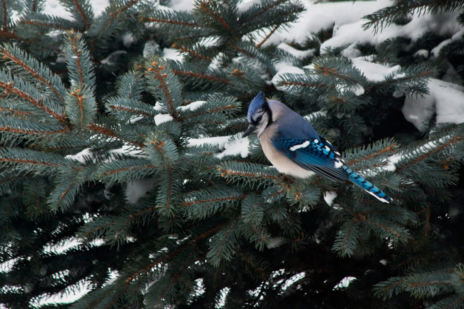 October Greenfield/Audubon Photography Awards