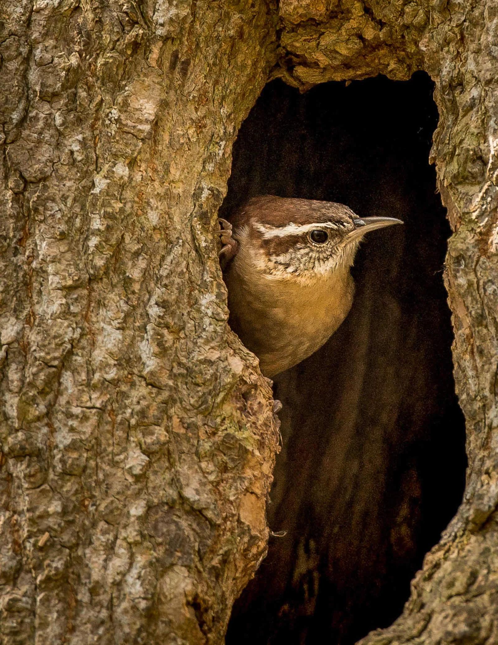 Michael Schmitt / Audubon Photography Awards