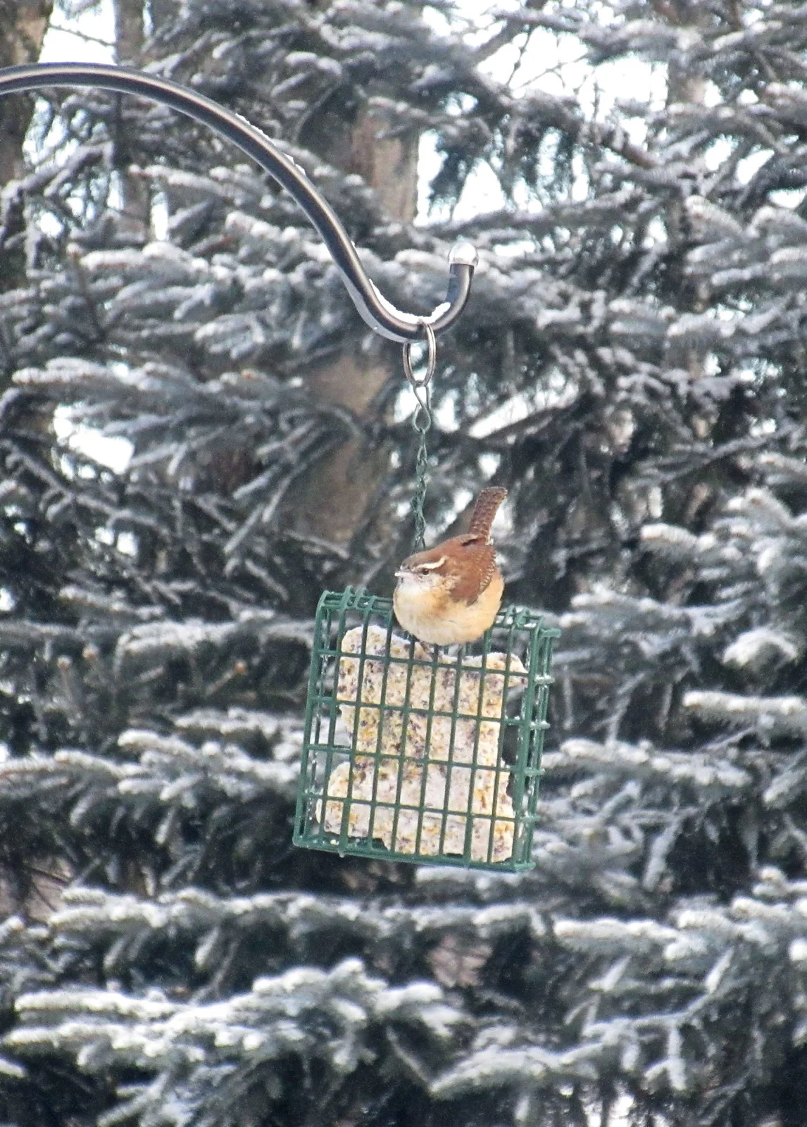 Jenifer Rice/Great Backyard Bird Count