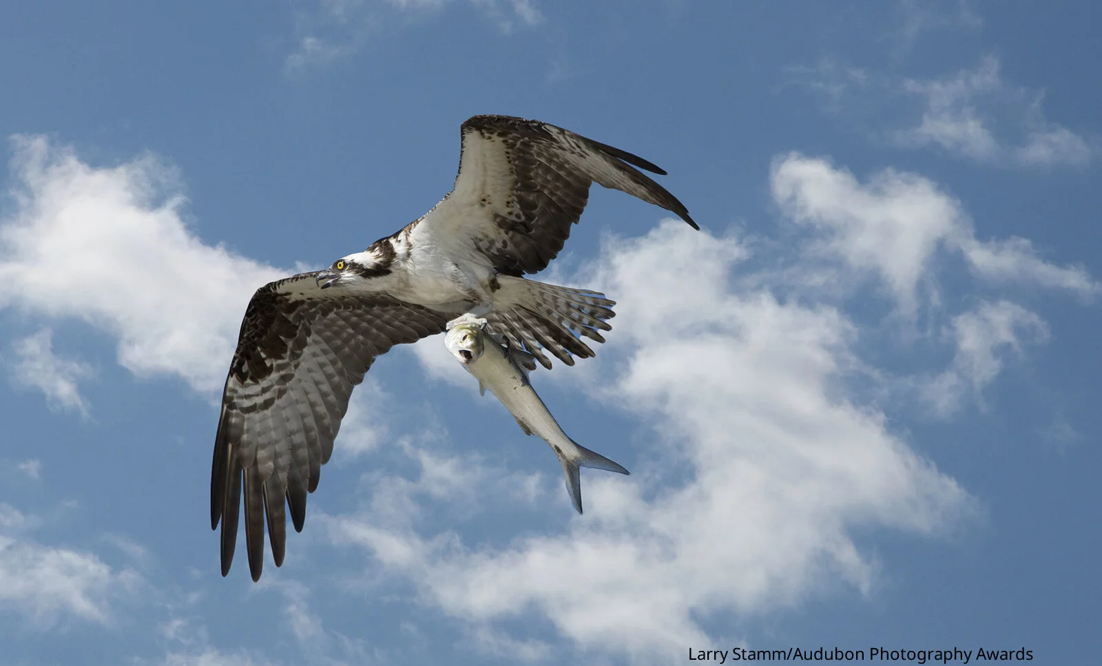 APA-2017_Osprey_A1-3003-1_Larry_Stamm_KK-Web size _Click if original is 2400 pixels or larger.jpg