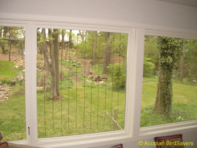 Making your Windows Safer for Birds — Menunkatuck Audubon Society