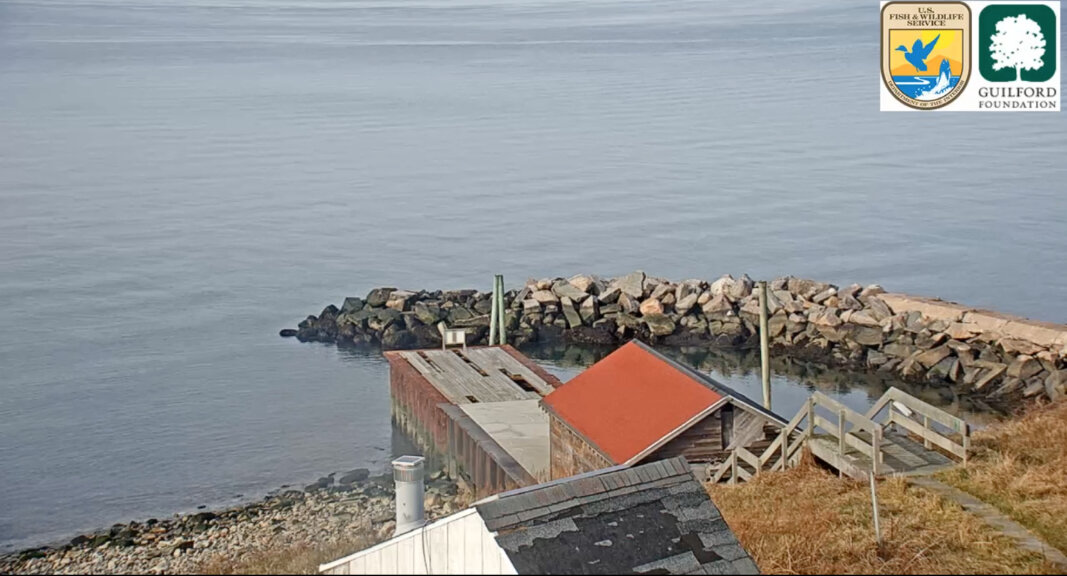 Falkner Island Lighthouse Camera